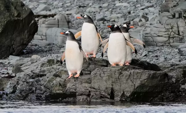 Gentoo penguins prepare to enter the water at Walker Island in Antarctica, Wednesday, Nov. 26, 2025. (AP Photo/Mark Baker)