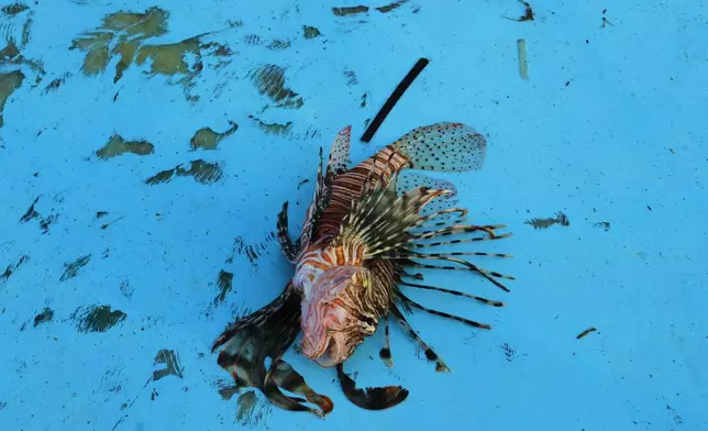 A lionfish is seen on a fishing boat off the coast of Larnaca, Cyprus, in the eastern Mediterranean, early Saturday, Dec. 20, 2025. (AP Photo/Petros Karadjias)
