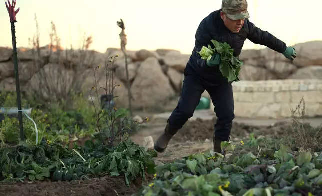 Former Chinese official Li Chuanliang harvests greens from a vegetable garden inside the Mayflower Church community in Midland, Texas, Jan. 19, 2025. (AP Photo/Rebecca Blackwell)