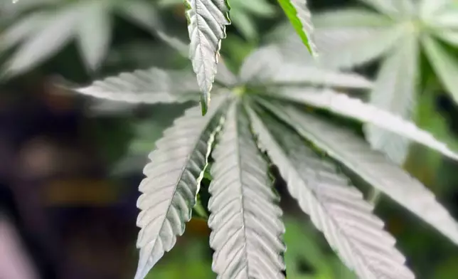 FILE - A medical marijuana plant grows at CRC on July 23, 2024, in Pike County, Ala. (AP Photo/Kim Chandler, File)