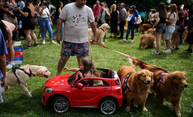 A girl offers a treat to a dog in a Palermo neighborhood park as people try to set a world record of most Golden Retrievers gathered in a park, in Buenos Aires, Argentina, Monday, Dec. 8, 2025. (AP Photo/Natacha Pisarenko)
