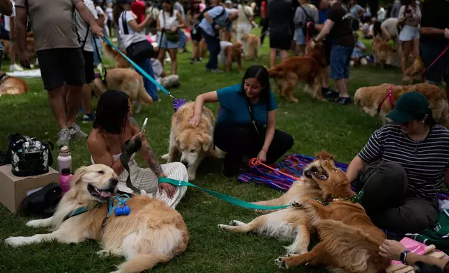 Golden Retrievers sit with their caretakers at a Palermo neighborhood park as people try to set a world record of most Golden Retrievers gathered in a park, in Buenos Aires, Argentina, Monday, Dec. 8, 2025. (AP Photo/Natacha Pisarenko)