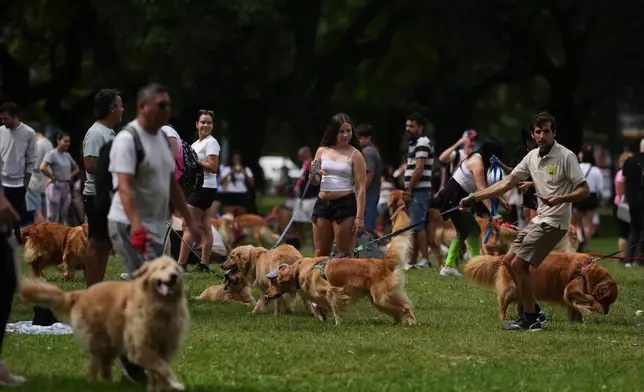 People walk their dogs in a Palermo neighborhood park as they try to set a world record of most Golden Retrievers gathered in a park, in Buenos Aires, Argentina, Monday, Dec. 8, 2025. (AP Photo/Natacha Pisarenko)