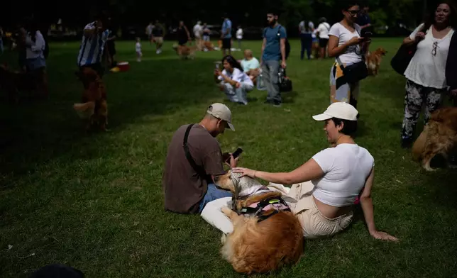 A dog sits with its caretakers in a Palermo neighborhood park as people try to set a world record of most Golden Retrievers gathered in a park, in Buenos Aires, Argentina, Monday, Dec. 8, 2025. (AP Photo/Natacha Pisarenko)