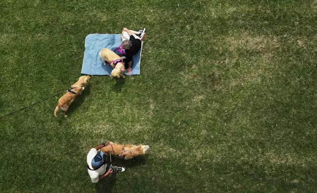 Golden Retrievers gather at a Palermo neighborhood park as people try to set a world record of most Golden Retrievers gathered in a park, in Buenos Aires, Argentina, Monday, Dec. 8, 2025. (AP Photo/Natacha Pisarenko)