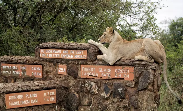 FILE - A lioness rests on top of a sign inside Nairobi National Park, where lions are known to roam, on the outskirts of Nairobi, Kenya, on Jan. 10, 2019. (AP Photo/Laila Kazziha, File)