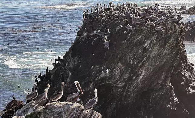 California brown pelicans and cormorants cling to a rocky outcropping along the Central California coast north of Morro Bay, Calif., Friday, Nov. 28, 2025. (AP Photo/Michael R. Blood)