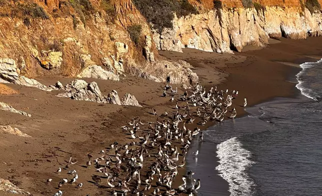 California brown pelicans and seagulls gather on a beach north of Morro Bay, Calif., Friday, Nov. 28, 2025. (AP Photo/Michael R. Blood)