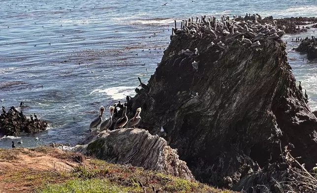 California brown pelicans crowd onto a rocky coastal bluff north of Morro Bay, Calif., Friday, Nov. 28, 2025. (AP Photo/Michael R. Blood)