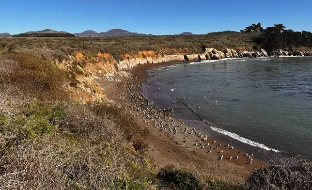 California brown pelicans and seagulls gather on a beach north of Morro Bay, Calif., Friday, Nov. 28, 2025. (AP Photo/Michael R. Blood)