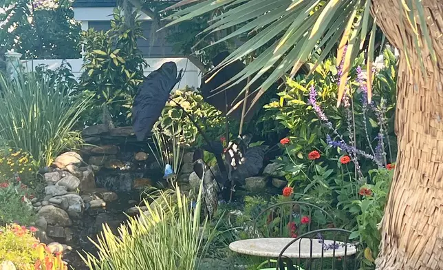 A bistro table and chairs appear under a tree in a backyard in Long Island, N.Y., on Aug. 7, 2025. backyard. (Jessica Damiano via AP)