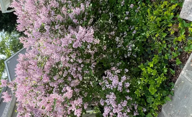 A fragrant Palabin lilac appears on Long Island, N.Y. on May 24, 2024. (Jessica Damiano via AP)