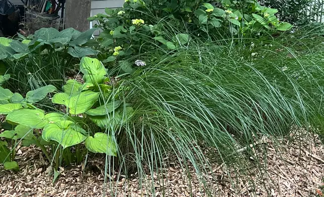 Ornamental grass appears in a mixed garden bed on Long Island, N.Y., on June 8, 2025. (Jessica Damiano via AP)