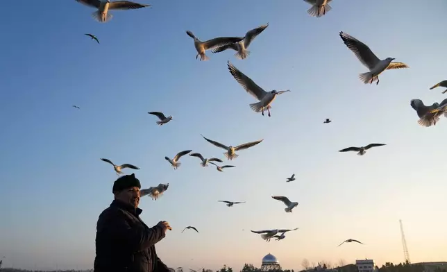 Seagulls fly over the head of a boatman while rowing in the Anzali Lagoon in the southern coast of the Caspian Sea, in port city of Bandar Anzali, Iran, Sunday, Dec. 21, 2025. (AP Photo/Vahid Salemi)