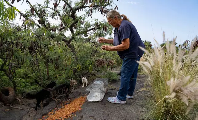 Liz Swan sets up food and a trap for stray cats near the Kealakehe Transfer Station and Recycling Center, Tuesday, Dec. 2, 2025, in Kailua-Kona, Hawaii. (AP Photo/Mengshin Lin)