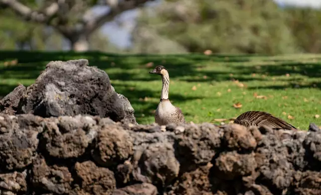 A nene is seen on a golf course, Tuesday, Dec. 2, 2025, in Waikoloa Village, Hawaii. (AP Photo/Mengshin Lin)