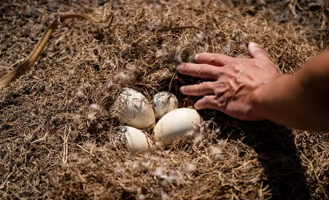 Biologist Raymond McGuire shows an abandoned nene nest containing three eggs and a golf ball at a golf course, Tuesday, Dec. 2, 2025, in Waikoloa Village, Hawaii. (AP Photo/Mengshin Lin)