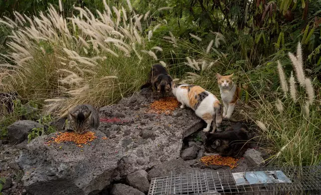 A colony of stray cats gather to eat near the Kealakehe Transfer Station and Recycling Center, Tuesday, Dec. 2, 2025, in Kailua-Kona, Hawaii. (AP Photo/Mengshin Lin)