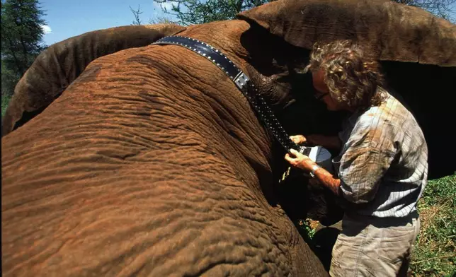 FILE - Dr. Iain Douglas-Hamilton fits a Global Positioning System (GPS) beacon on a tranquilized elephant in the Meru National Park, Kenya, May 21, 1998. (AP Photo/Jean-Marc Bouju)