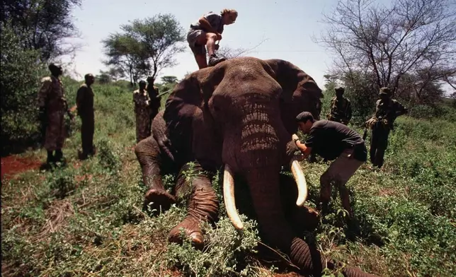 FILE - Dr. Iain Douglas-Hamilton climbs on top of a tranquilized elephant to put on a collar countaining a Global Positioning System (GPS) beacon in the Meru National Park, Kenya, May 21,1998. (AP Photo/Jean-Marc Bouju, File)