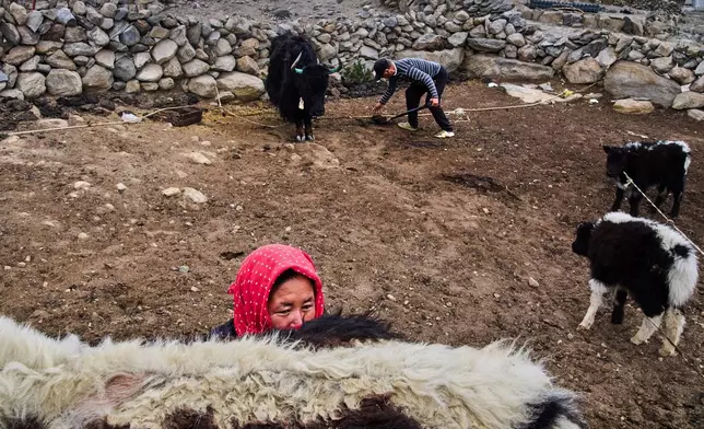 Tanzin Dolma milks a yak as her husband, Punchuk Namdol, collects yak dung in the background on an early morning in Maan village, Ladakh, India, Tuesday, July 8, 2025. (AP Photo/Dar Yasin, File)