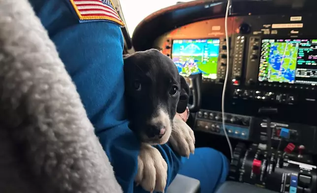 A puppy sits on pilot Stephen Nur's lap during a flight organized by the animal rescue group, Seuk's Army, Nov. 23, 2025. (AP Photo/Jennifer Peltz)