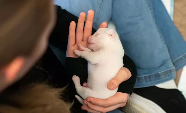 Bella Cunningham holds a sleeping newborn puppy, Nov. 23, 2025, at Culpeper Regional Airport in Brandy Station, Va. (AP Photo/Allison Robbert)