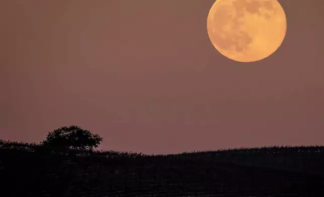 The Cold Moon, the final supermoon of 2025, rises over vineyards near Wellsona, in San Luis Obispo County, Calif., Thursday, Dec. 4, 2025. (Carlos Avila Gonzalez/San Francisco Chronicle via AP)