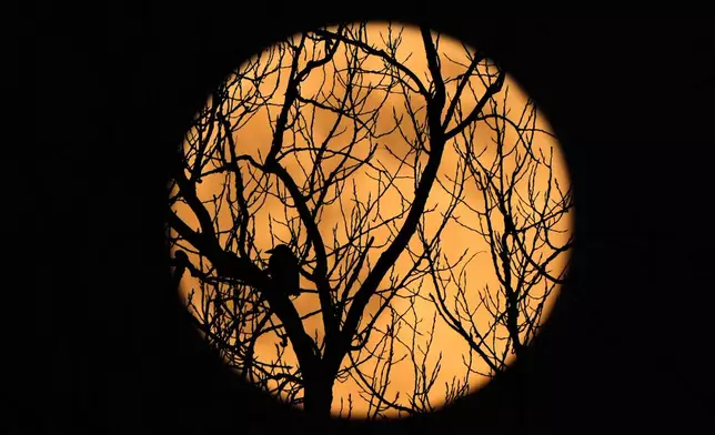 The full supermoon rises beyond a bird perched in a tree, Thursday, Dec. 4, 2025, in Kansas City, Mo. (AP Photo/Charlie Riedel)