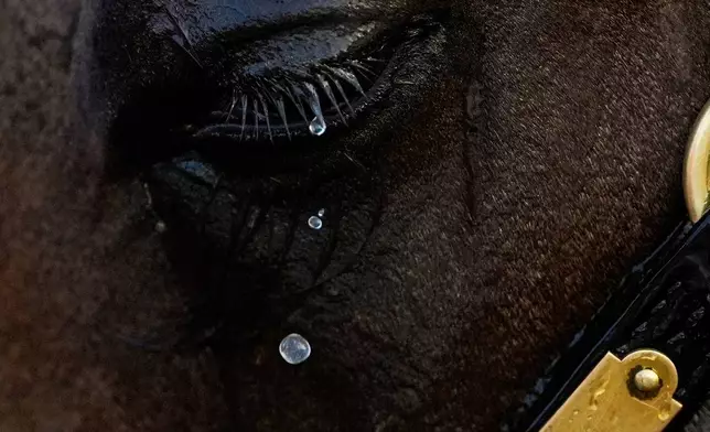 Constitution Aspening gets bathed at Pimlico Race Course ahead of the 150th running of the Preakness Stakes, May 16, 2025, in Baltimore. (AP Photo/Julia Demaree Nikhinson, File)