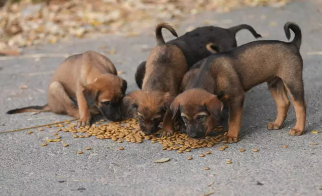 Stray dogs are given food by a village security volunteer in the community while villagers have moved to an evacuation center amid the ongoing border conflict between Thailand and Cambodia, in Buriram province, Thailand, Friday, Dec. 12, 2025. (AP Photo/Sakchai Lalit)