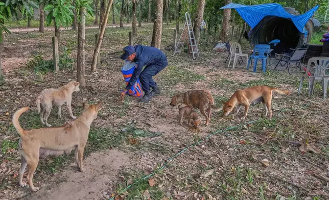 Village security volunteer Alonkot Sae-Lee gives food to stray dogs in the community front of shelter while villagers have moved to an evacuation center amid the ongoing border conflict between Thailand and Cambodia, in Buriram province, Thailand, Friday, Dec. 12, 2025. (AP Photo/Sakchai Lalit)