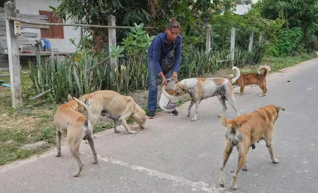 Village security volunteer Somjai Kraprakon gives food to stray dogs in the community while villagers have moved to an evacuation center amid the ongoing border conflict between Thailand and Cambodia, in Buriram province, Thailand, Friday, Dec. 12, 2025. (AP Photo/Sakchai Lalit)