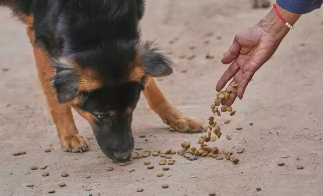 Village security volunteer Somjai Kraprakon gives food to stray dogs in the community while villagers have moved to an evacuation center amid the ongoing border conflict between Thailand and Cambodia, in Buriram province, Thailand, Friday, Dec. 12, 2025. (AP Photo/Sakchai Lalit)