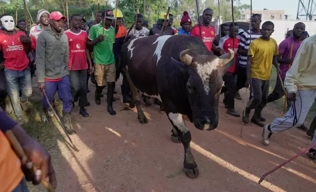A crowd of spectators escorts bull Shakahola, a reference to a the 2023 Kenya cult in which more than 400 people died, to a bullfight in Kakamega, Kenya, Saturday, Nov. 29, 2025. (AP Photo/Brian Inganga)