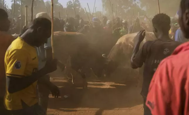 A crowd of spectators encircles fighting bulls Shakahola and Promise as they lock horns at a bullfight, in Kakamega, Kenya, Saturday, Nov. 29, 2025. (AP Photo/Brian Inganga)