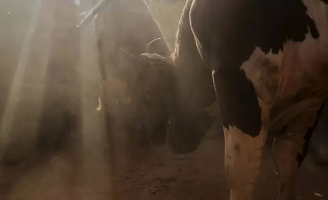 Fighting bulls Shakahola and Promise lock horns at a bullfight, in Kakamega, Kenya, Saturday, Nov. 29, 2025. (AP Photo/Brian Inganga)