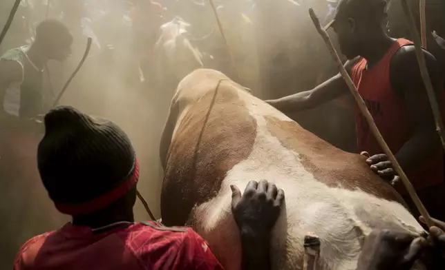 A crowd of spectators encircles fighting bulls Shakahola and Promise as they lock horns at a bullfight, in Kakamega, Kenya, Saturday, Nov. 29, 2025. (AP Photo/Brian Inganga)