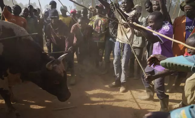 A crowd of spectators encircles a fighting bull during a bullfight in Kakamega, Kenya, Saturday, Nov. 29, 2025. (AP Photo/Brian Inganga)
