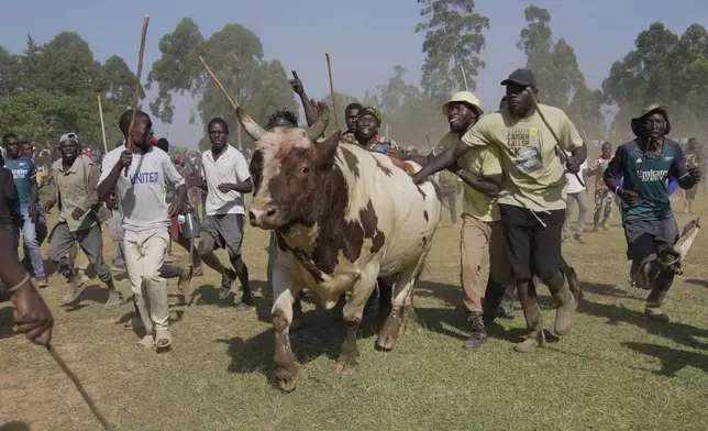 Promise, the bull, runs away after being defeated by Shakahola at a bullfight, in Kakamega, Kenya, on Saturday, Nov. 29, 2025. (AP Photo/Brian Inganga)