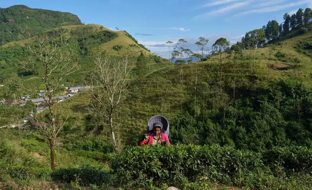 A worker plucks tea tips in an area affected by Cyclone Ditwah which led to floods and landslides in Galamuduna Estate in Dolosbage, Sri Lanka, Friday, Dec. 12, 2025. (AP Photo/Eranga Jayawardena)