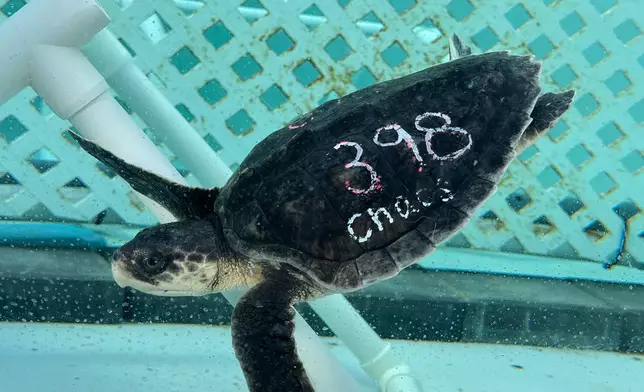 A Kemps Ridley sea turtle swims in a tank at Loggerhead Marinelife Center Monday, Dec. 15, 2025, in Juno Beach, Fla. (AP Photo/Cody Jackson)