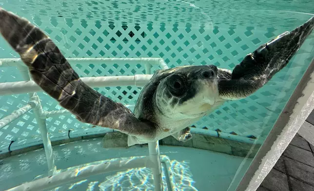 A Kemps Ridley sea turtle swims in a tank at Loggerhead Marinelife Center Monday, Dec. 15, 2025, in Juno Beach, Fla. (AP Photo/Cody Jackson)