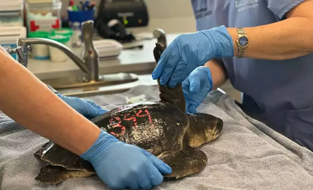 Staff at Loggerhead Marinelife Center care for a Kemp's Ridley sea turtle Monday, Dec. 15, 2025, in Juno Beach, Fla. (AP Photo/Cody Jackson)