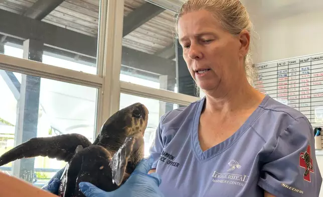 Dr. Heather Barron cares for a Kemp's Ridley sea turtle Monday, Dec. 15, 2025, in Juno Beach, Fla. (AP Photo/Cody Jackson)