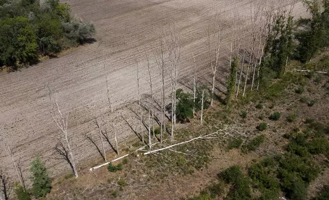 Dry trees stand in Kiskunmajsa, Hungary, Wednesday, July 30, 2025. (AP Photo/Denes Erdos)