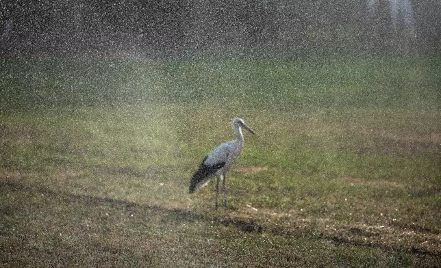 A stork stands behind a sprinkler on a dried-out field in Kiskunmajsa, Hungary, Tuesday, July 29, 2025. (AP Photo/Denes Erdos)