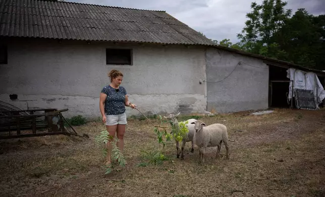 Kata Hunyadi, a farmer, feeds her sheep with a tree branch in Kiskunmajsa, Hungary, Tuesday, July 29, 2025. (AP Photo/Denes Erdos)