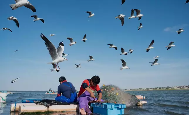 Birds take flight as fisherman Luis Rivas cleans his catch to sell in Piura, Peru, Oct. 31, 2025. (AP Photo/Guadalupe Pardo, File)