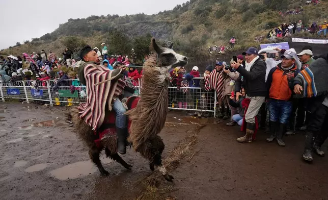 Competitor Cristofer Chacha crosses the finish line in the annual llama race that commemorates World Wetlands Day in Ecuador's Llanganates National Park, Feb. 1, 2025. (AP Photo/Dolores Ochoa, File)